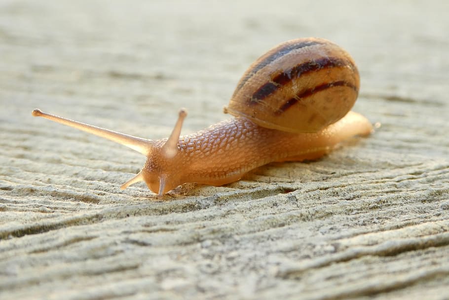makro fotografie, hlemýžď, shell, zavřít, zvířat, měkkýš, pomalu, jednoho zvířete, makro, sliznatý, detail, nikdo, Příroda, venku, slimák, zvíře, plži, bezobratlý, zvířata ve volné přírodě, zvířecí anténa, část těla zvířete, selektivní zaměření, zvířecí shell, nuda, den, plazení, povrchu, malý, námořní, 4K