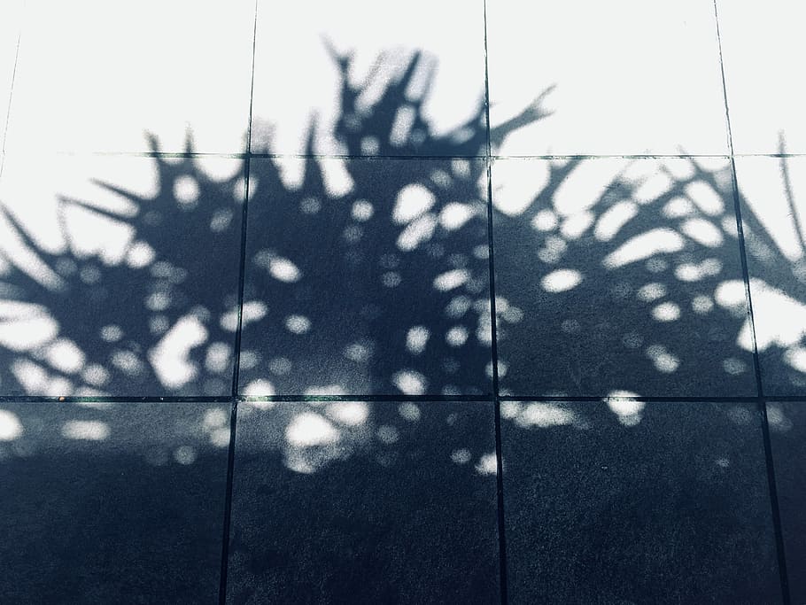 ombra, planta, cap a, rajoles, reflexionar, sòl de rajoles, sòl, paviment, mínim, arbre, arbust, urbà, patró, dappled, quadrat, quadrícula, línia, cub, plantum, quadrado, linha, sombra, luz, dia, tanca, naturalesa, cap gent, cel, límit, barrera, llum solar, a l'aire lliure, seguretat, protecció, estructura construïda, metall, arquitectura, vista d’angle baix, electricitat, Font d'alimentació, 2K