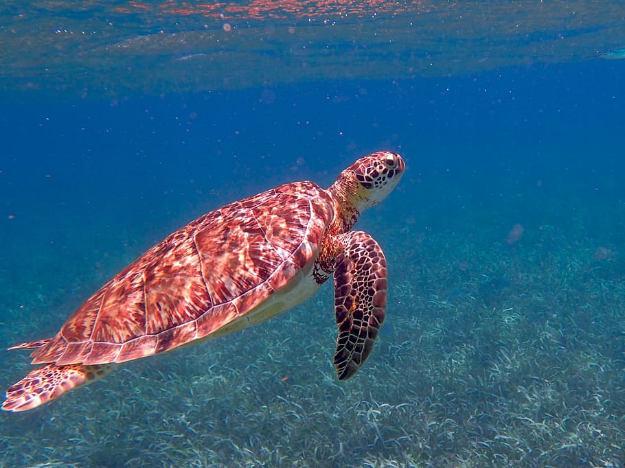 Brun, skildpadde, tæt på, fotografering, Belize, ocean, tropisk, hav, marine, natur, undervands-, udforskning, et dyr, dyr i naturen, dyre temaer, dyreliv, hav liv, ingen mennesker, dag, vand, dyr, svømning, krybdyr, undersøiske, hvirveldyr, havskildpadde, udendørs, turkisfarvet, 2K