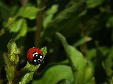 oferta, mariquita, rojo, primavera, jardín, insecto, fauna animal, invertebrado, temas de animales, hoja, parte de la planta, planta, escarabajo, animal, animales en la naturaleza, un animal, de cerca, naturaleza, color verde, crecimiento, nadie, día, centrarse en primer plano, al aire libre, 1080P, CC0, dominio público, libre de derechos