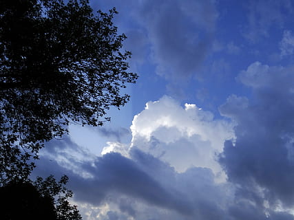 núvols, tempestuós, brillant, arbres, naturalesa, cel, núvol - cel, vista d’angle baix, bellesa a la natura, arbre, planta, tranquil·litat, cap gent, blau, dia, escenics - natura, escena tranquil·la, a l'aire lliure, llum solar, creixement, idíl·lic, silueta, branca, cloudscape, meteorologia, 1080P, CC0, domini públic, lliure de regalies