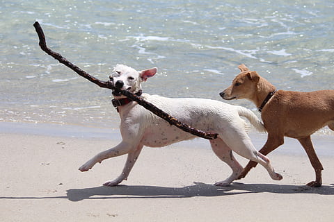 beyaz, köpek, alımlı, dal, sahil, köpekler, copları, oyun, geri almak, hareket, deniz, plaj, eğlence, hayvan, Evcil Hayvanlar, açık havada, yerli, hayvan temaları, memeli, bir hayvan, Su, omurgalı, arazi, Güneş ışığı, doğa, gün, insansız, 5K, CC0, kamu malı, telif ücretsiz