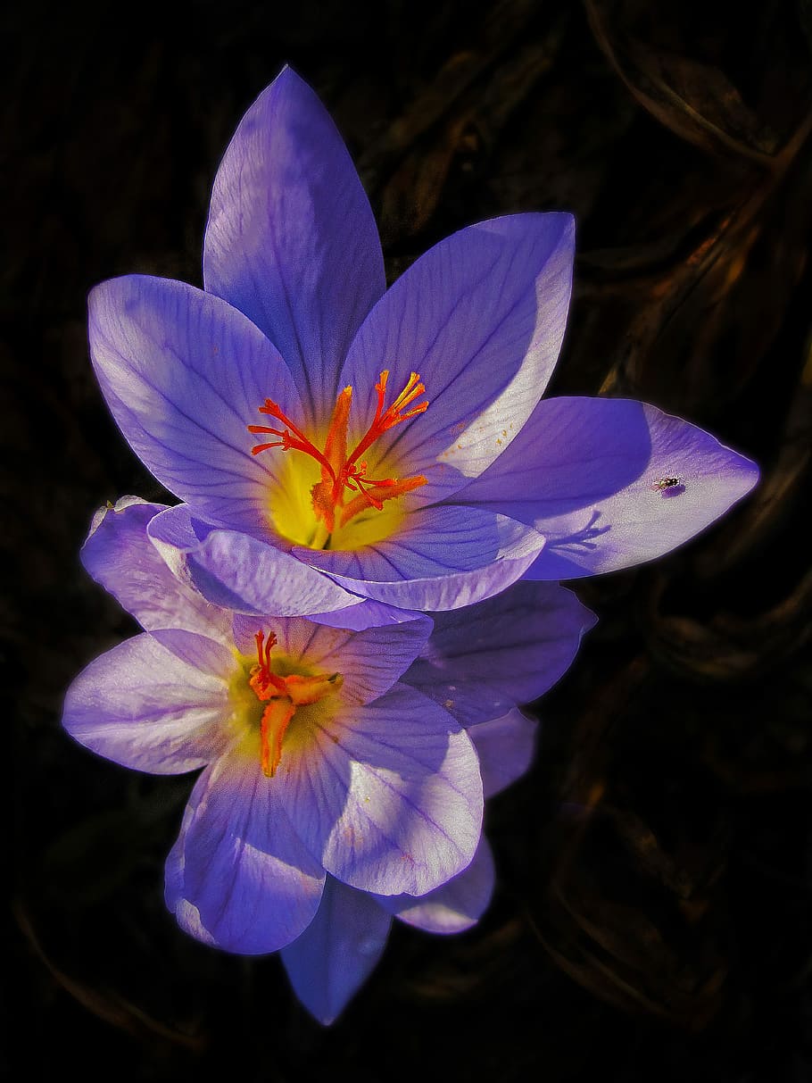 Crocus, gėlė, žydintys augalai, žiedlapis, trapumas, augalų, grožis gamtoje, pažeidžiamumas, žiedynas, šviežumas, gėlių galva, Iš arti, žiedadulkių, augimą, violetinė, pobūdį, nėra žmonių, botanika, staminas, tiesiogiai virš, juodas fonas, 5K