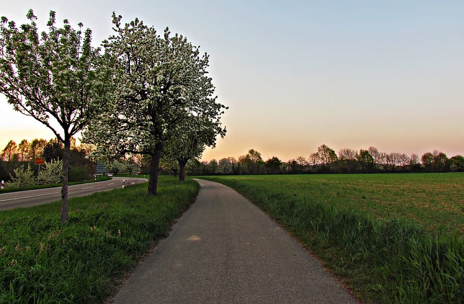 primavera, arbre, naturalesa, verd, bosc, planta, cel, manera, carreró, camp, bellesa a la natura, carretera, el camí a seguir, tranquil·litat, creixement, direcció, terra, herba, escena tranquil·la, cap gent, transport, paisatge, perspectiva decreixent, escenics - natura, escena rural, a l'aire lliure, treelined, 4K