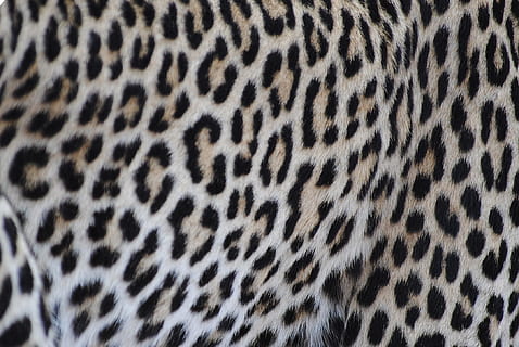 leopardo, pelliccia, modello, gatto, gattopardo, natura, disegno della testa, Africa, Kenia, macchiato, pelle di animale, fauna selvatica, un animale, animali safari, animale, temi animali, grande gatto, mammifero, animali allo stato selvatico, felino, nessuno, segni di animali, sfondi, parte del corpo animale, avvicinamento, fotogramma intero, gatto non addomesticato, ghepardo, testa di animale, 1080P, CC0, dominio pubblico, privo di copyright