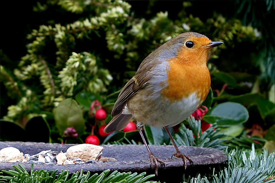 marró, taronja, ocell, robin, erithacus rubecula, ocell petit, alimentació, jardí, temes d'animals, animal, vertebrats, fauna animal, animals a la natura, un animal, posat, dia, centrar-se en primer pla, naturalesa, primer pla, cap gent, planta, bellesa a la natura, a l'aire lliure, material de fusta, arbre, alimentador d'ocells, 1080P