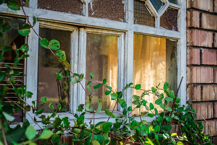grøn, bladede, planter, vindue, arkitektur, hus, skjold, uden for, bygget struktur, bygning udvendig, plante, blad, bygning, plante del, vækst, ingen mennesker, dag, grøn farve, murbygningsfunktion, natur, forladt, træ - materiale, udendørs, beskadiget, vedbend, forringelse, vinduesramme, 4K