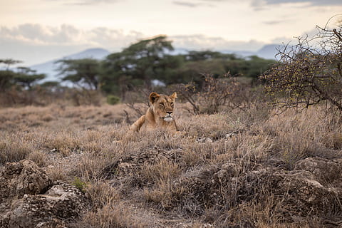 Tierwelt, wild, Afrika, in der Wildnis, wild, afrika, Safari, Tiere, Tiere in freier Wildbahn, Safaritiere, Tier, Säugetier, Natur, Savanne, Fleischfresser, undomestizierte Katze, Tiere und Haustiere, Ostafrika, Kenia, draußen, Wildnisgebiet, einfach, ein Tier, Tierthemen, katzenartig, Löwe - Katze, Katze, keine Leute, Pflanze, Wirbeltier, Baum, Gras, Löwin, 2K, CC0, gemeinfrei, lizenzfrei