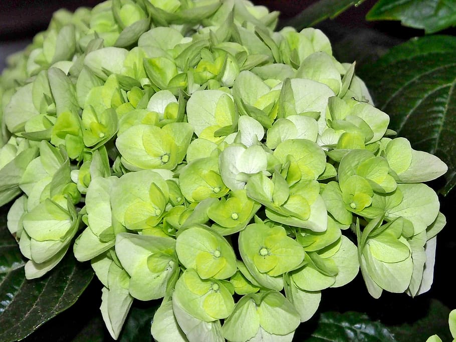 Hortensie Busch, Weiß, blütenmeer, Hortensien, schließen, grüne Farbe, Frische, Nahansicht, Essen und Trinken, Wachstum, Schönheit in der Natur, Blatt, Pflanze, Natur, Pflanzenteil, Tag, keine Leute, Blume, Lebensmittel, High Angle View, blühende Pflanze, Wasser, gesundes Essen, Fokus auf den Vordergrund, draußen, Blütenkopf, Blätter, 4K