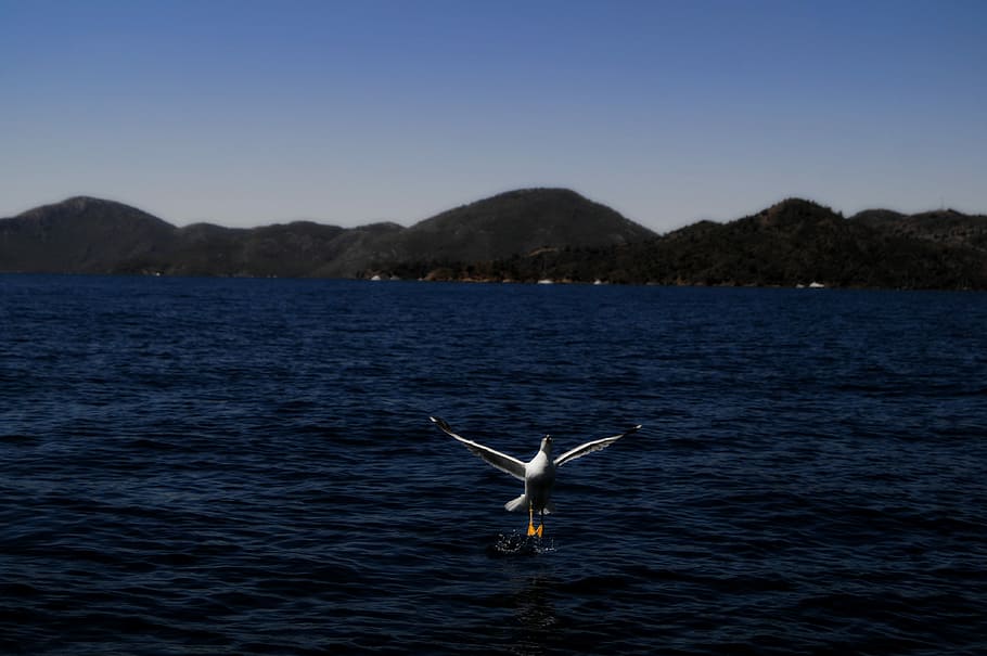 gocek, vaixell, tipus, animals a la natura, un animal, temes d'animals, fauna animal, muntanya, volant, aigua, animal, vertebrats, naturalesa, cel, cap gent, mar, Serra, ales separades, bellesa a la natura, ocell, dia, blau, a l'aire lliure, marí, aleta de cua, 4K