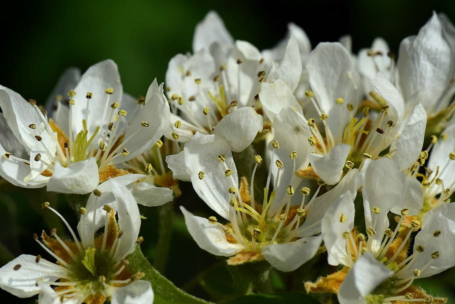 pera, birnblüte, primavera, arbre fruiter, arbres fruiters en floració, blanc, licitació, despertar, començant, principis d’any, pol·len, segell, flor, planta, naturalesa, jardí, pètal, planta amb flors, creixement, frescor, bellesa a la natura, fragilitat, primer pla, vulnerabilitat, inflorescència, Color blanc, cap de flor, cap gent, estambres, enfocament selectiu, botànica, Ram de flors, arranjament floral, 5K