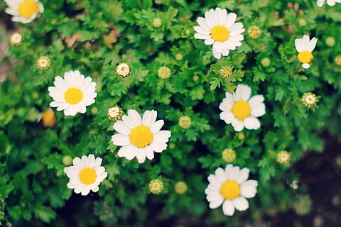 dekat, fotografi bidang bunga daisy, fotografi jarak dekat, bunga aster, bunga, bidang, alam, musim panas, rumput, menanam, padang rumput, musim semi, warna hijau, di luar rumah, tanaman chamomile, kesegaran, keindahan di alam, kuning, daun bunga, latar belakang, merapatkan, kamomil, pertumbuhan, kerapuhan, tanaman berbunga, kerentanan, kepala bunga, hal berkembang, tampilan sudut tinggi, warna putih, tidak ada orang, hari, fokus selektif, serbuk sari, hamparan bunga, 1080P, CC0, domain publik, bebas royalti