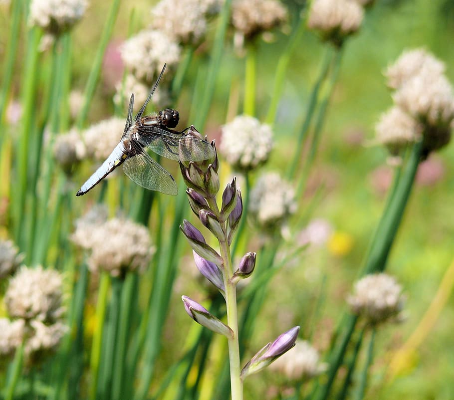 libèl·lula, naturalesa, error, verd, estany, jardí, flor, temes d'animals, planta amb flors, planta, animal, fauna animal, animals a la natura, un animal, bellesa a la natura, insecte, invertebrat, fragilitat, creixement, primer pla, frescor, vulnerabilitat, pètal, cap de flor, centrar-se en primer pla, cap gent, polinització, ala dels animals, a l'aire lliure, porpra, 2K