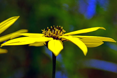 flor, florir, composites, macro, planta amb flors, groc, fragilitat, vulnerabilitat, frescor, bellesa a la natura, planta, primer pla, pètal, cap de flor, inflorescència, creixement, naturalesa, pol·len, cap gent, centrar-se en primer pla, a l'aire lliure, tija de la planta, sepal, 4K, CC0, domini públic, lliure de regalies