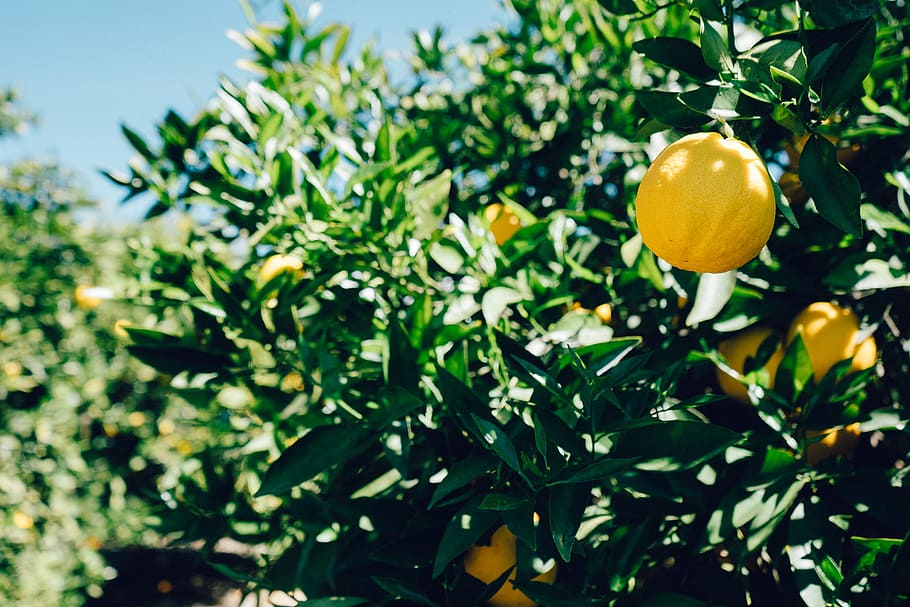 llimones a l'arbre, fruita, llimona, arbre, menjar, cítrics, alimentació saludable, menjar i beguda, planta, arbre fruiter, llimoner, full, part de la planta, frescor, creixement, cap gent, naturalesa, color verd, benestar, agricultura, primer pla, madur, a l'aire lliure, taronja, orgànic, antioxidant, 1080P
