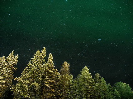 vista occhio di vermi, alberi di pino, notte stellata, vermi, occhio, vista, foresta, natura, albero, Pino, colore verde, bosco, paesaggio, nessuno, Paesaggi, all'aperto, immagine a colori, giallo, crescita, pianta, bellezza nella natura, stella - spazio, notte, spazio, scenics - natura, cielo, la tranquillità, astronomia, Inquadratura dal basso, scena tranquilla, stella, campo stellare, spazio e astronomia, albero di conifere, 4K, CC0, dominio pubblico, privo di copyright