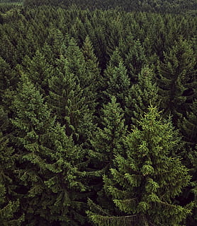 aèria, fotografia, arbres, bosc, Chemnitz, verd, vista, paisatge, naturalesa, panorama, matollar, primers, arbre, pi, avet, cap gent, pinàcies, exuberant fullatge, color verd, creixement, planta, bellesa a la natura, tranquil·litat, terra, dia, escenics - natura, fullatge, escena tranquil·la, fons, arbre de coníferes, vista d’angle alt, arbre de fulla perenne, a l'aire lliure, bosc de pi, fusta de pi, 2K, CC0, domini públic, lliure de regalies