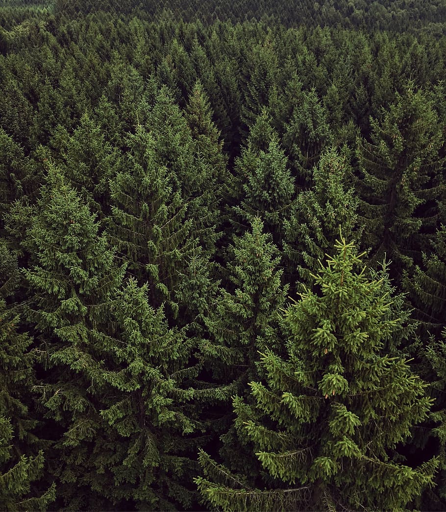 aèria, fotografia, arbres, bosc, Chemnitz, verd, vista, paisatge, naturalesa, panorama, matollar, primers, arbre, pi, avet, cap gent, pinàcies, exuberant fullatge, color verd, creixement, planta, bellesa a la natura, tranquil·litat, terra, dia, escenics - natura, fullatge, escena tranquil·la, fons, arbre de coníferes, vista d’angle alt, arbre de fulla perenne, a l'aire lliure, bosc de pi, fusta de pi, 2K