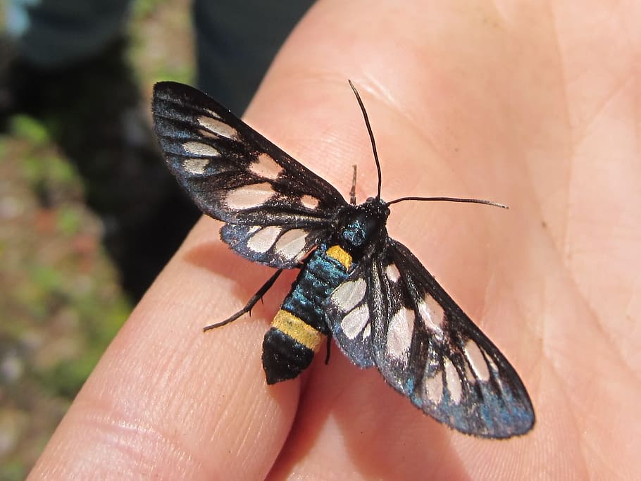 mano, farfalla, vicino, insetto, invertebrato, fauna selvatica, ala animale, animali allo stato selvatico, mano umana, una persona, parte del corpo umano, un animale, farfalla - insetto, avvicinamento, parte del corpo, bellezza nella natura, concentrarsi sulle conoscenze acquisite, persona irriconoscibile, dito, all'aperto, 1080P