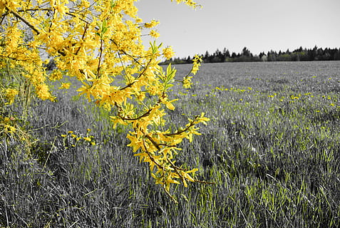 forsythia, strom, žlutá, květ, Příroda, strom, žlutá, louka, jaro, větev, krajina, zemědělství, oříznutí, rostlina, podzim, růst, krása v přírodě, přistát, pole, klid, svěžest, kvetoucí rostlina, nikdo, životní prostředí, den, klidné scény, rostlinné části, nebe, venku, změna, 2K, CC0, veřejná doména, bez autorských práv