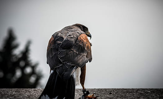 Marrone, rosso, aquila, foto di messa a fuoco, nero, uccello, selvaggio, falco, preda, vertebrato, un animale, animali allo stato selvatico, fauna selvatica, uccello rapace, natura, persone, appollaiati, cielo, giorno, concentrarsi sulle conoscenze acquisite, all'aperto, lunghezza intera, avvoltoio, piuma, parte del corpo animale, 5K, CC0, dominio pubblico, privo di copyright