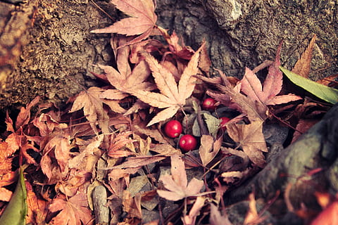 rosso, bacche giamaicane, Marrone, secco, acero, le foglie, giamaicano, frutti di bosco, foglie d'acero, foglia, autunno, natura, stagione, foresta, pianta, avvicinamento, albero, all'aperto, cibo e bevande, nessuno, giorno, parte vegetale, cibo, asciutto, terra, campo, frutta, mangiare sano, modificare, vista dall'alto, crescita, 1080P, CC0, dominio pubblico, privo di copyright