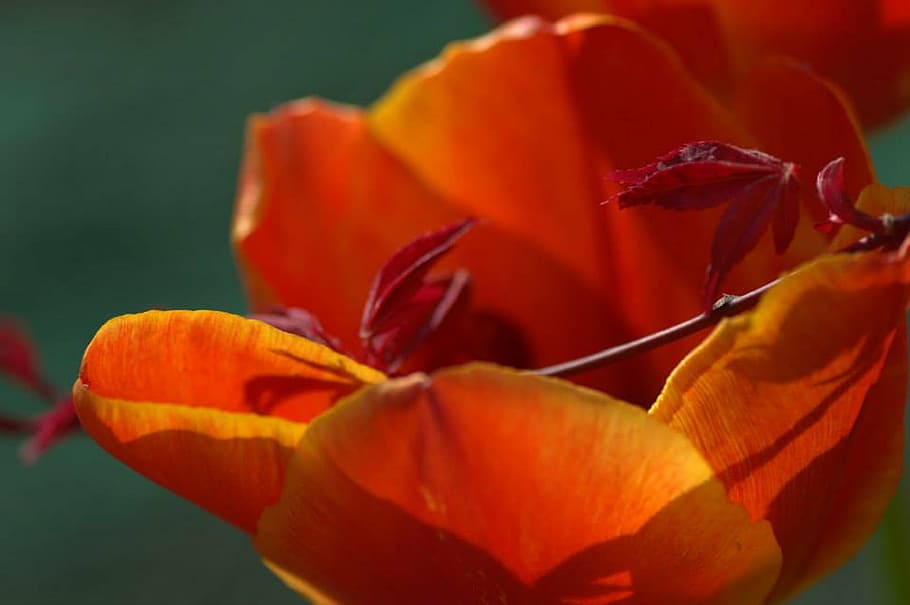 tulipan, ahorn, forår, blomst, blomstrende plante, skønhed i naturen, kronblad, friskhed, plante, tæt på, orange farve, blomsterhoved, blomsterstand, skrøbelighed, sårbarhed, natur, ingen mennesker, citrus frugt, frugt, vækst, orange, udendørs, 1080P