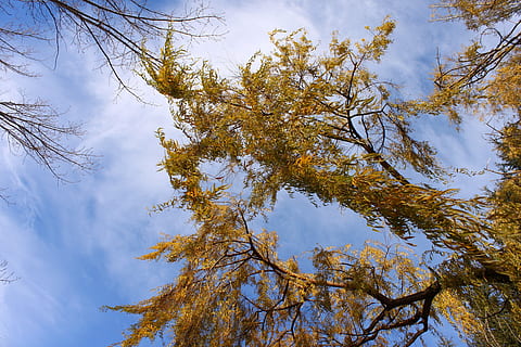 willow, leaves, sky, tree, trees, plant, beauty in nature, autumn, tranquility, no people, low angle view, branch, nature, cloud - sky, growth, day, change, outdoors, scenics - nature, idyllic, non-urban scene, tranquil scene, water, tree canopy, 4K, CC0, public domain, royalty free
