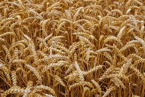 campo di grano, Grano, colture, pane, raccogliere, agricoltura, semi, picchi, kolos, natura, campo, villaggio, estate, d'estate, giallo, cereali, cannuccia, azienda agricola, prosperità, Un sacco, cibo, raccolto, color oro, scena rurale, pianta di cereali, maturo, crescita, raccolta, seme, stelo, pianta, sfondi, fotogramma intero, nessuno, terra, paesaggio, giorno, bellezza nella natura, avvicinamento, la tranquillità, all'aperto, gambo, 5K, CC0, dominio pubblico, privo di copyright