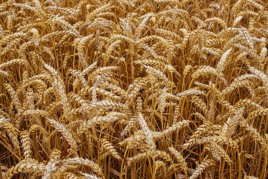 camp de blat, blat, gra, cultius, pa, collita, agricultura, llavors, pics, cols, naturalesa, camp, poble, estiu, a l’estiu, groc, cereals, palla, granja, prosperitat, molt, menjar, cultiu, color daurat, escena rural, planta de cereals, madur, creixement, llavor, tija, planta, fons, marc complet, cap gent, terra, paisatge, dia, bellesa a la natura, primer pla, tranquil·litat, a l'aire lliure, 5K