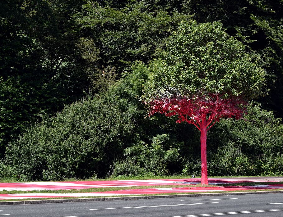 albero, rosso, colorato, arte, cultura, città della cultura, aarhus, Danimarca, luminosa, pianta, colore verde, crescita, nessuno, natura, strada, giorno, mezzi di trasporto, bellezza nella natura, all'aperto, la tranquillità, fogliame, fogliame lussureggiante, parco - spazio creato dall'uomo, città, parco, segnaletica stradale, siepe, 4K