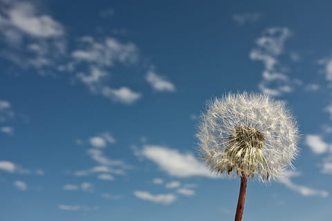 close-up foto, paardebloem, bloem, bloemen, tekst, de lente, hemel, licht, macro, zomer, zon, zonneschijn, zonnestraal, weer, weide, wind, wolken, breekbaarheid, fabriek, bloeiende plant, kwetsbaarheid, blauw, wolk - lucht, versheid, natuur, geen mensen, dag, bloemhoofd, lage hoekweergave, bloeiwijze, onbeschaafd, schoonheid in de natuur, zachtheid, buitenshuis, paardenbloem zaad, lente, 4K, CC0, publiek domein, royaltyvrij