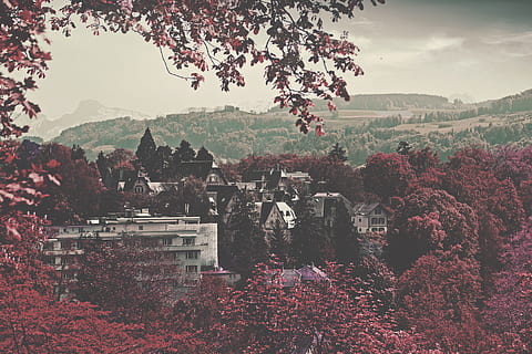gri, beton, clădiri, roșu, arbori de copaci, timpul zilei, edificarea orașelor, inconjurat, arbori de pădure, sat, Violet, frunze, copac, clădire, Munte, toamnă, natură, scenics, în aer liber, peisaj, loc faimos, peisaj urban, oraș, nici o persoana, destinații de călătorie, zi, plantă, creştere, arhitectură, construită, cer, frumusețe în natură, exteriorul clădirii, scenice - natura, o scenă liniștită, liniște, planta cu flori, Schimbare, 5K, CC0, domeniu public, fără drepturi de autor