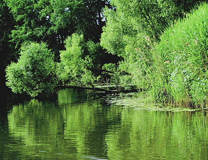 See, Licht, Reflex, Schatten, Stimmung, sich ausruhen, Bäume, Sträucher, Grün, Spiegeln, Wasser, Baum, Reflexion, Pflanze, Ruhe, Schönheit in der Natur, grüne Farbe, Natur, Ufergegend, Wachstum, ruhige Szene, Wald, Szenen - Natur, keine Leute, draußen, Tag, Land, Laub, 1080P, CC0, gemeinfrei, lizenzfrei