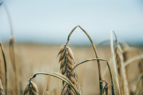 Ondiep, focusweergave, krom, tarwe plant, tarwe, planten, velden, gewassen, farm, landbouw, gewas, focus op de voorgrond, fabriek, graanplant, landschap, land-, natuur, landelijke scène, veld-, geen mensen, selectieve aandacht, groei, detailopname, dag, droog, eten en drinken, milieu, plant stengel, 1080P, CC0, publiek domein, royaltyvrij