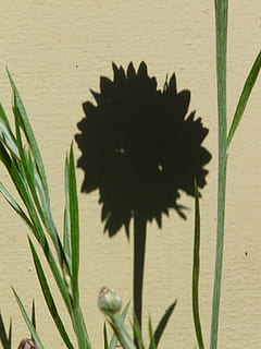 kornblomst, hispanic, skygge, blomst, blomstre, flor, sommer, centaurea cyanus, zyane, knapweed, centaurea, kompositter, Asteraceae, plante, natur, vækst, murbygningsfunktion, ingen mennesker, tæt på, sollys, grøn farve, dag, blad, skønhed i naturen, udendørs, blomstrende plante, sårbarhed, plante del, skrøbelighed, fokusere på skygge, arkitektur, 2K, CC0, offentligt domæne, royaltyfrie