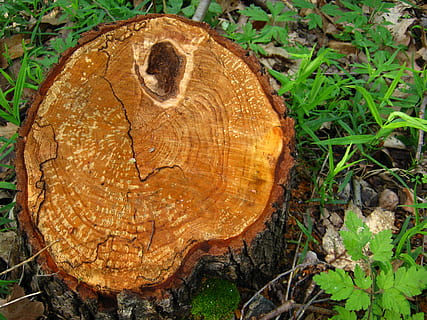 Baum, Stumpf, Ringe, Land, Nahansicht, Pflanze, Natur, Wald, keine Leute, texturiert, Tag, Feld, Abholzung, Baumstamm, Bauholz, Baumstumpf, Holz, Holz - Material, High Angle View, Borke, Log, braun, draußen, Baumring, 2K, CC0, gemeinfrei, lizenzfrei