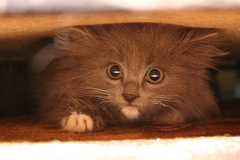 gato marrom, gato, sofá, ocultar, pets, debaixo, gato doméstico, animal, fofa, mamífero, gatinho, animais e animais de estimação, animal jovem, animais domésticos, olhando, felino, um animal, temas animais, ninguém, fechar-se, doméstico, parte do corpo animal, Castanho, cabelo, retrato, bigode, pêlo de animal, relaxamento, parte do corpo, olho animal, cabeça de animal, Penteado, 2K, CC0, domínio público, royalty free