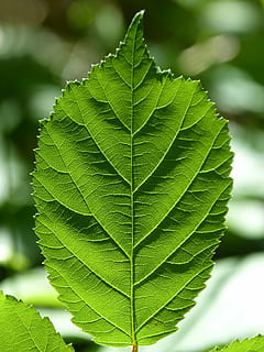 blad, braambes, vertakkingen, backlight, doorzichtig, groen, doornen, deel van de plant, groene kleur, fabriek, detailopname, groei, schoonheid in de natuur, focus op de voorgrond, natuur, bladader, dag, geen mensen, buitenshuis, versheid, breekbaarheid, kwetsbaarheid, natuurlijk patroon, plantkunde, selectieve aandacht, macro, 4K, CC0, publiek domein, royaltyvrij