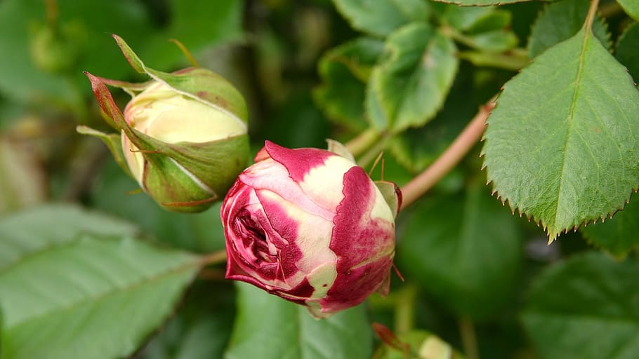 roses, 9 de maig,, evolució, planta, full, bellesa a la natura, part de la planta, flor, planta amb flors, primer pla, vulnerabilitat, creixement, frescor, pètal, fragilitat, centrar-se en primer pla, naturalesa, color verd, color rosa, inflorescència, rosa, cap gent, dia, cap de flor, a l'aire lliure, primavera, sepal, 5K