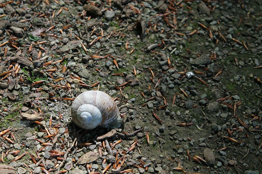 cargol, shell, cargols de cargol, habitatge, naturalesa, mol·lusc, calmant, es relaxa, alentit, lentament, animal, closca d’animals, viscós, terra, fauna animal, camp, vista d’angle alt, temes d'animals, dia, un animal, cap gent, animals a la natura, gasteròpode, planta, full, part de la planta, invertebrat, primer pla, a l'aire lliure, 4K