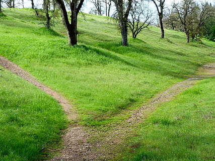 vert, les herbes, des arbres, chemin, randonnée, Piste, herbe, Voyage, paysage, de plein air, aventure, en marchant, scénique, vue, tourisme, région sauvage, périple, façon, loisir, sentier, en plein air, destination, explorer, exercice, activité, mode de vie, actif, sport, en forme, des loisirs, sac à dos, campagne, environnement, trekking, la nature, arbre, couleur verte, été, plante, tranquillité, terre, scène tranquille, beauté dans la nature, champ, personne, paysages - nature, la voie à suivre, journée, direction, croissance, tronc, 2K, CC0, domaine public, libre de droits