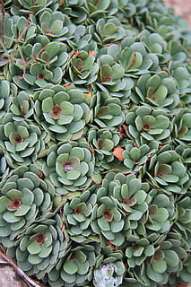 suculent, frunziş, structural, frunze, plantă, verde, textură, model, organic, mediu inconjurator, proiecta, natură, botanic, Culoarea verde, creştere, cadru complet, fundaluri, planta suculentă, frumusețe în natură, nici o persoana, a închide, zi, prospeţime, mâncat sănătos, bunăstare, alimente, mancare si bautura, vedere în unghi mare, abundenţă, parte a plantelor, 5K, CC0, domeniu public, fără drepturi de autor