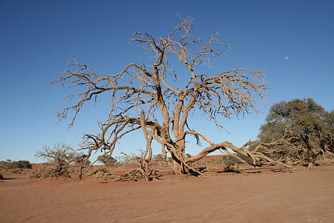 pohon, namibia, gurun, berpasir, Afrika, pemandangan, alam, kering, pasir, kekeringan, heiss, Taman Nasional, roter sand, sossusvlei, wententour, semak belukar, menanam, lingkungan Hidup, tanah, scenics - alam, langit, iklim, biru, pohon telanjang, iklim kering, ketenangan, tidak ada orang, keindahan di alam, cabang, langit cerah, di luar rumah, tanaman mati, setengah kering, 2K, CC0, domain publik, bebas royalti