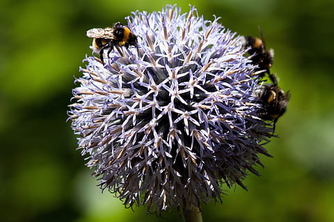 globe thistle, echinops, komposit, flora, menanam, lebah, bombus, serangga, hijau, biru, kuning, hitam, binatang di alam liar, satwa liar hewan, invertebrata, hewan, tema binatang, bunga, satu binatang, tanaman berbunga, fokus pada latar depan, keindahan di alam, merapatkan, alam, kerapuhan, kepala bunga, penyerbukan, kumbang, kerentanan, tidak ada orang, ungu, 4K, CC0, domain publik, bebas royalti