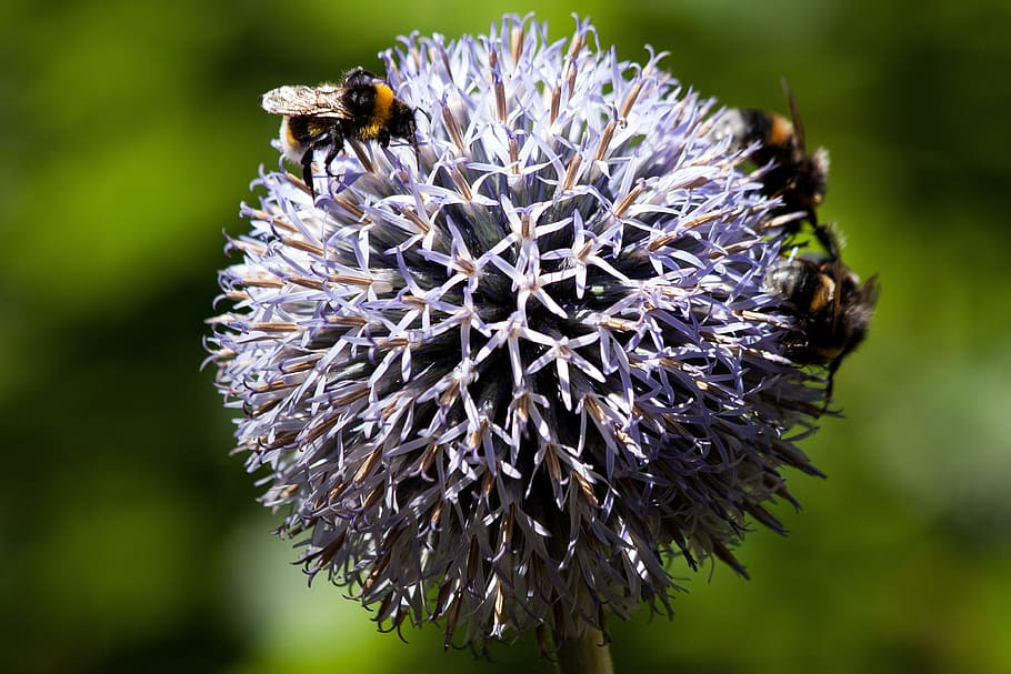 card de globus, echinops, composites, flora, planta, abellots, bombus, insecte, verd, blau, groc, negre, animals a la natura, fauna animal, invertebrat, animal, temes d'animals, flor, un animal, abella, planta amb flors, centrar-se en primer pla, bellesa a la natura, primer pla, naturalesa, fragilitat, cap de flor, polinització, Abellot, vulnerabilitat, cap gent, porpra, 4K
