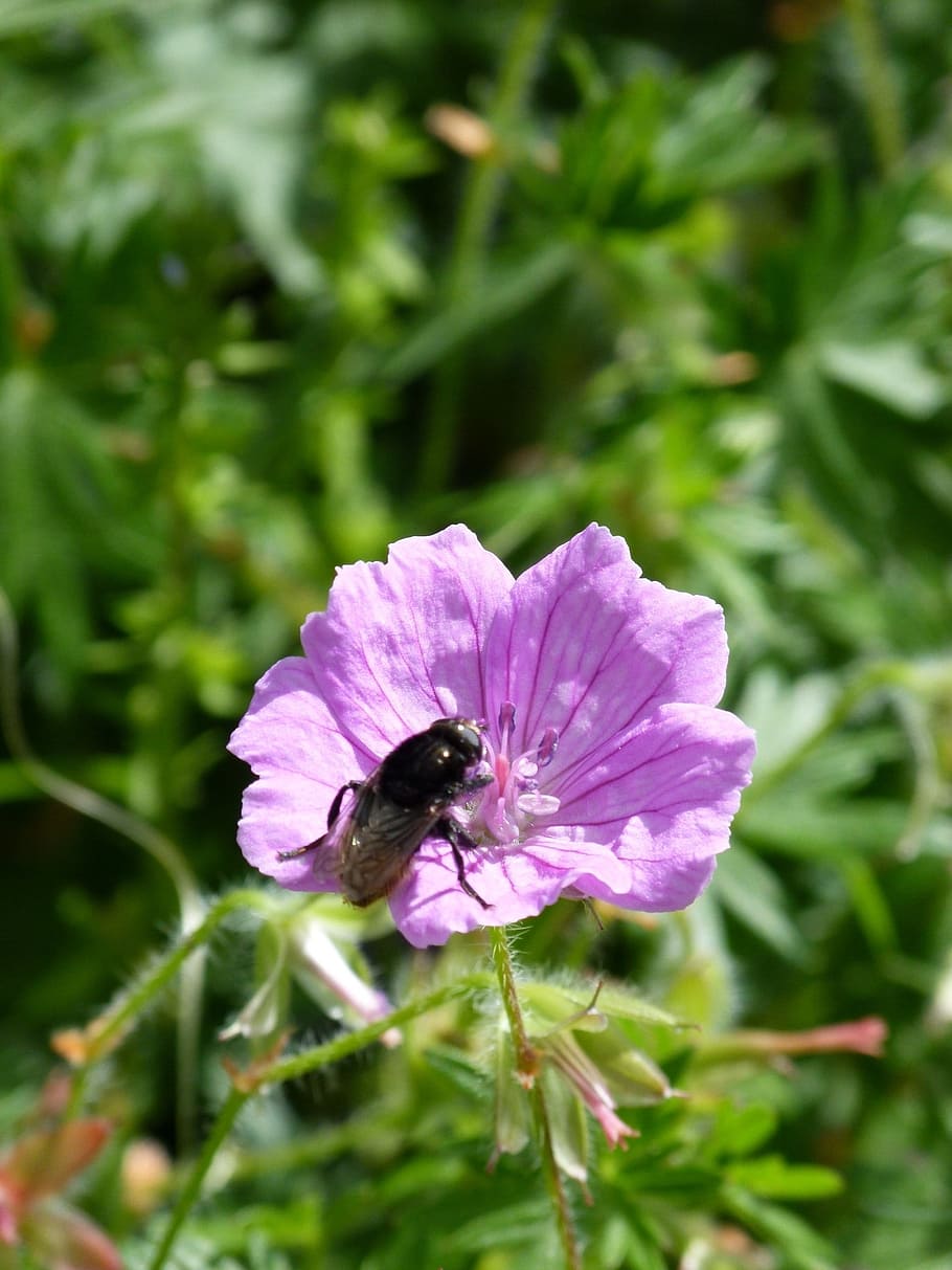 volar, insecte, naturalesa, error, macro, ala, plaga, petit, color, tancar, buzz, verd, vida salvatge, flor, florir, primavera, fauna, estiu, colorit, la vida, descans, natural, criatura, jardí, brillant, a l'aire lliure, full, delicada, planta, color verd, porpra, primer pla, abella, flor única, pètal, bellesa a la natura, polinització, un animal, creixement, fragilitat, animals a la natura, vulnerabilitat, planta amb flors, animal, fauna animal, invertebrat, frescor, cap de flor, temes d'animals, cap gent, ala dels animals, pol·len, 2K
