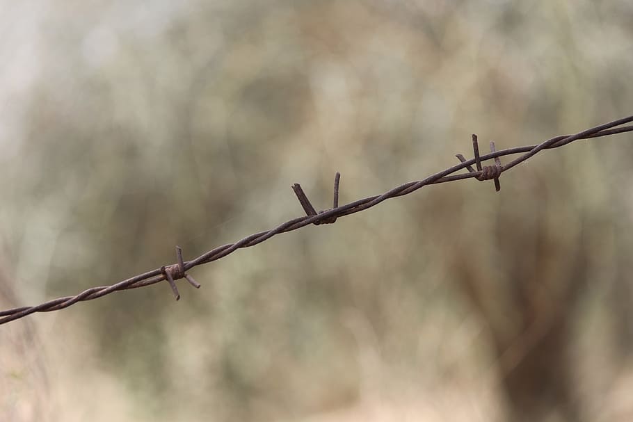 filferro espinós, cable, filferro, barbada, barb, presó, barrera, agut, perill, seguretat, barbwire, tancament, prohibit, traspassar, protegir, dissuasió, tanca, metall, frontera, protecció, acer, segur, defensa, centrar-se en primer pla, límit, naturalesa, cap gent, primer pla, a l'aire lliure, dia, enfocament selectiu, retorçat, signe, espigada, 1080P