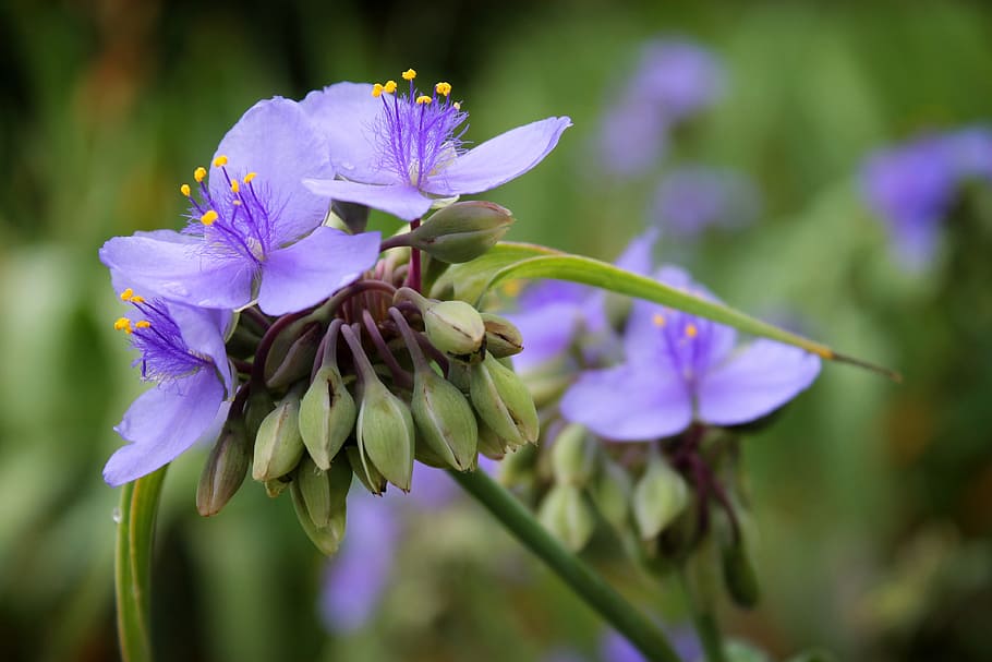 makro fotografie, nachový, fialový květ, květ, jaro, spiderwort, zelená, přírodní, Příroda, květinový, okvětní lístek, zahrada, rostlina, botanický, kvetoucí rostlina, svěžest, křehkost, zranitelnost, růst, krása v přírodě, detail, zaměřit se na popředí, květu hlavy, květenství, nikdo, den, stonek rostliny, selektivní zaměření, pyl, 4K