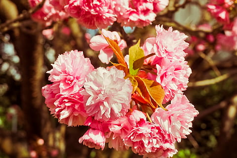 fiori rosa, fiore di ciliegio, albero, primavera, fiori, alberi in fiore, natura, rosa, fioritura, ciliegia, fiori di ciliegio, fiore di ciliegio giapponese, giardino, rosso, ciliegi giapponesi, giapponese, vicino, pianta, Giappone, flora, romantico, immagine di sfondo, paesaggio, parco, giardino giapponese, giardini, ramoscello fiorito, ciliegia ornamentale, germoglio, ciliegia giapponese, macro, fiorire, febbre di primavera, soleggiato, Blütenmeer, risveglio di primavera, ramoscello fiorente, sbocciato, infiorescenza, Piena fioritura, petali, decorativo, presagio di primavera, ramo, ciliegio in fiore giapponese, fiore, colore rosa, avvicinamento, nessuno, giorno, all'aperto, peonia, testa di fiore, pianta fiorita, bellezza nella natura, freschezza, fragilità, petalo, vulnerabilità, concentrarsi sulle conoscenze acquisite, crescita, messa a fuoco selettiva, 4K, CC0, dominio pubblico, privo di copyright